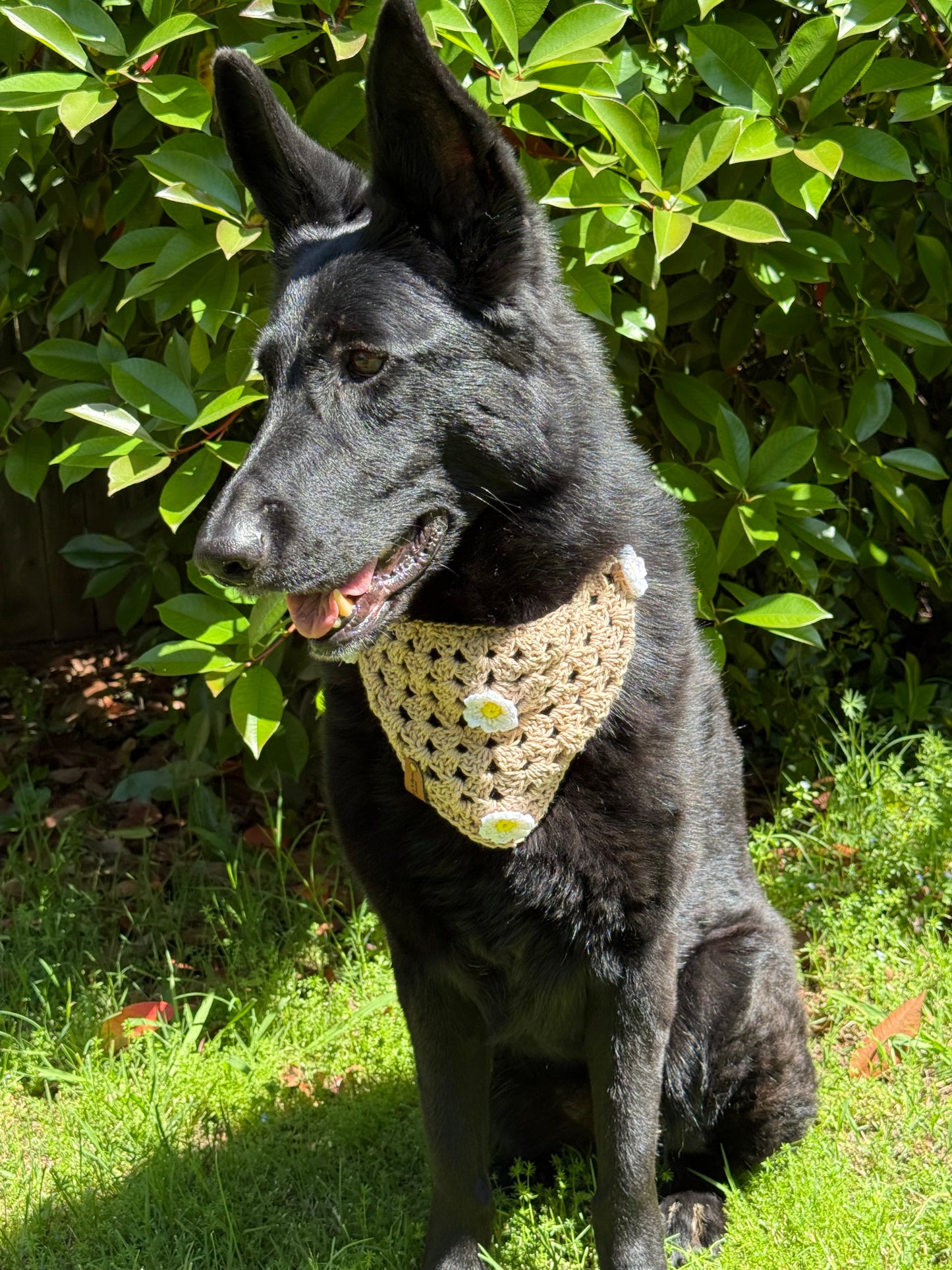 Dainty Daisy Bandana