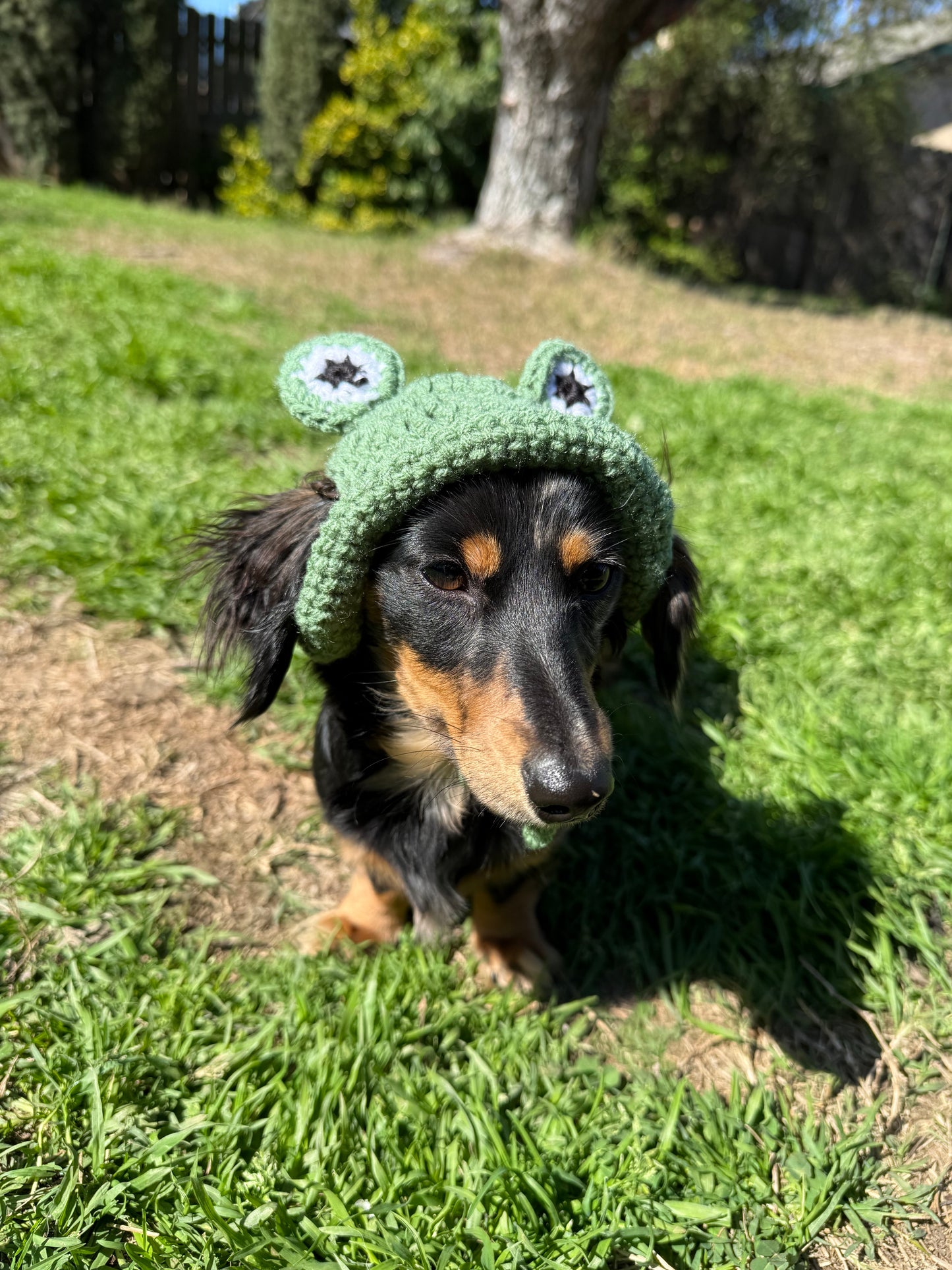 Frog Dog Bucket Hat