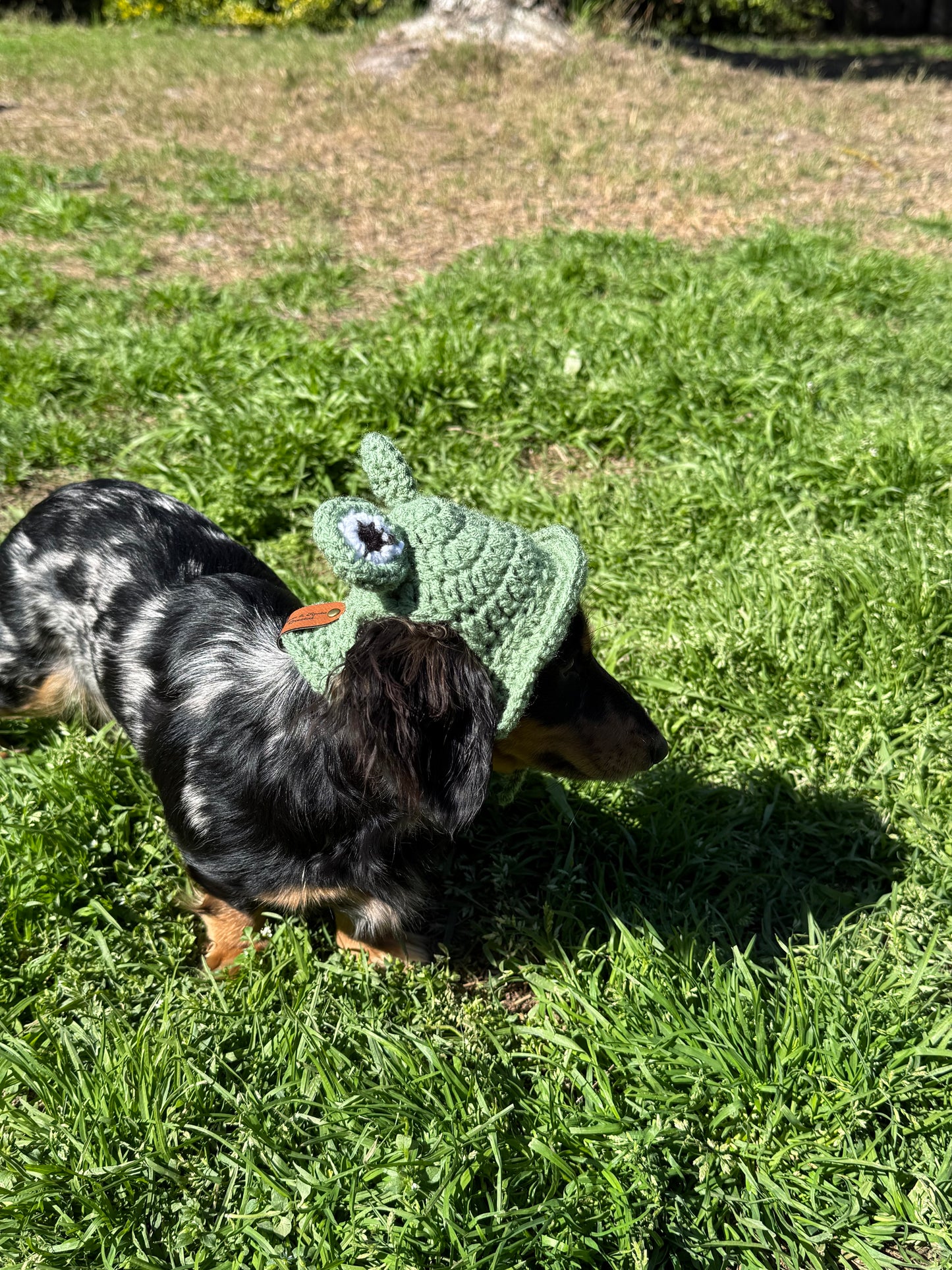 Frog Dog Bucket Hat