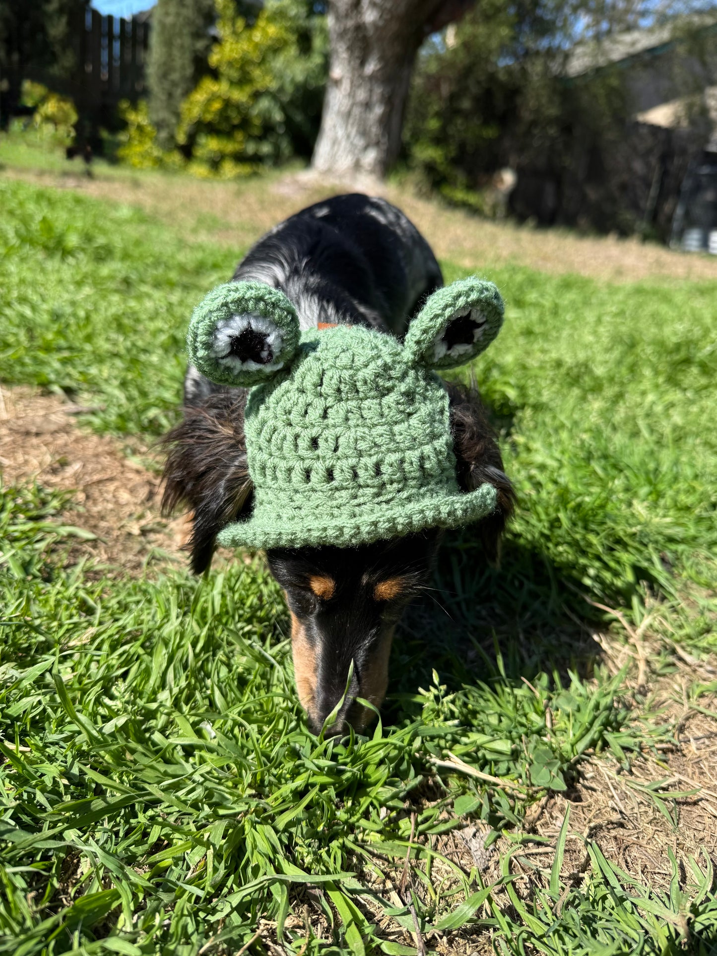 Frog Dog Bucket Hat