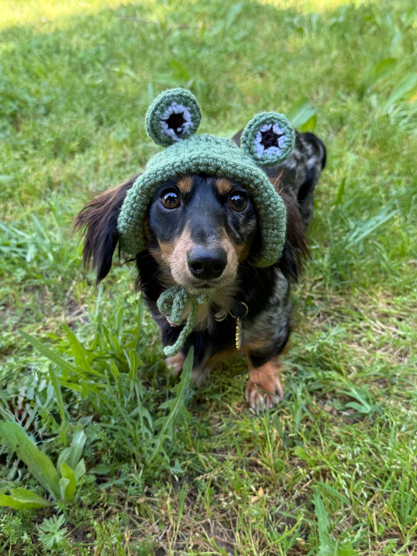 Frog Dog Bucket Hat